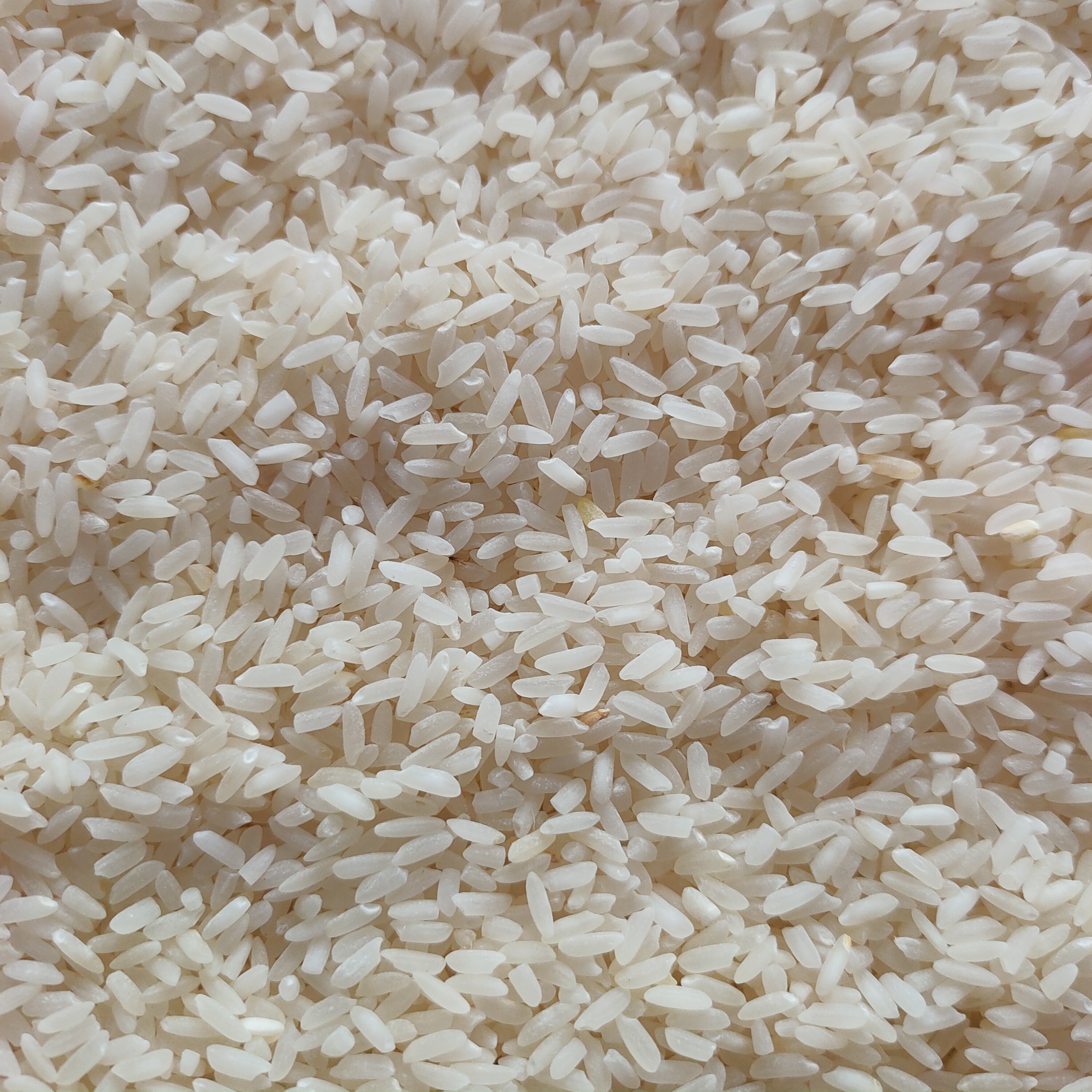 सांभा मसूरी चावल 1kg(Sambha Masoori Chawal)R145006