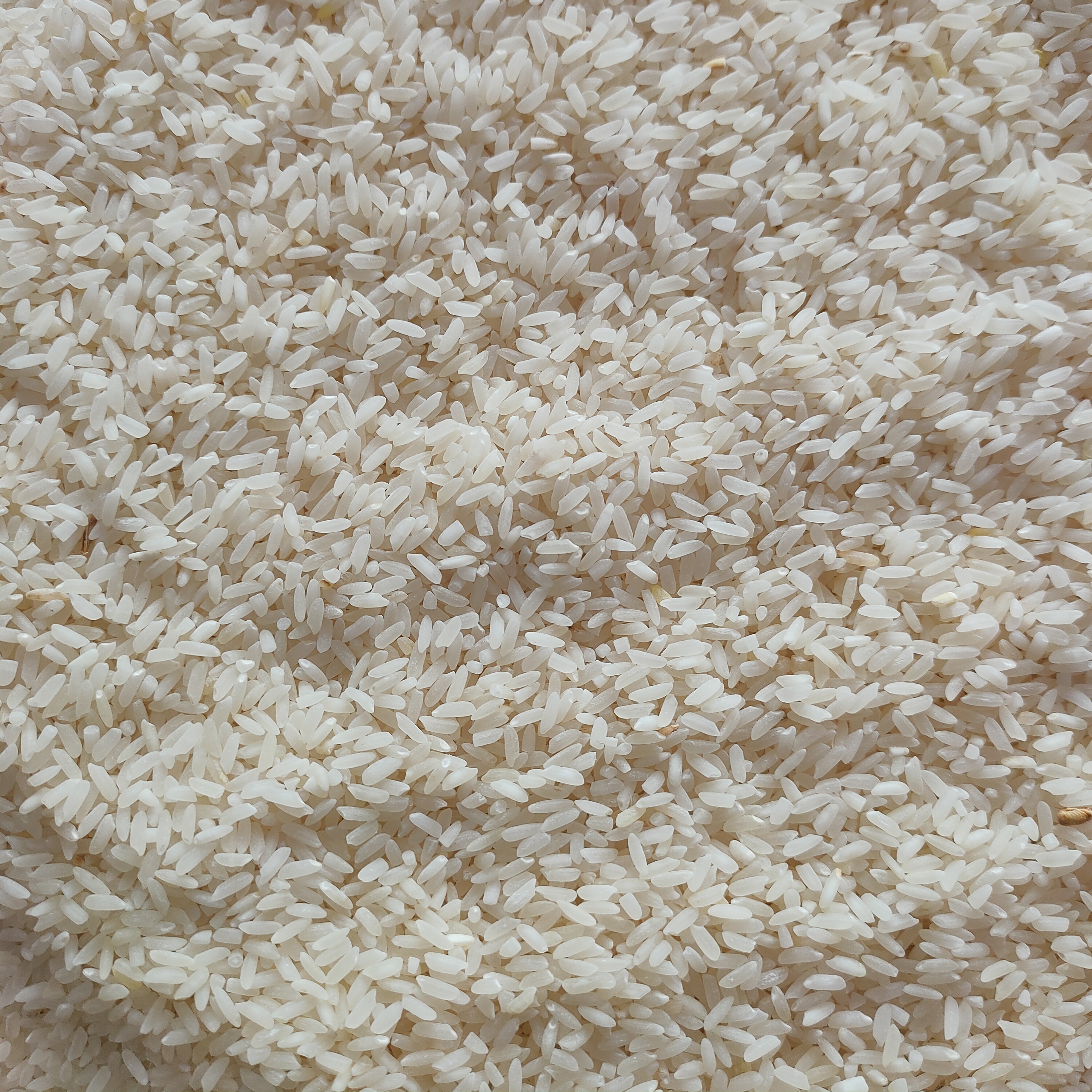 सांभा मसूरी चावल 1kg(Sambha Masoori Chawal)R145006